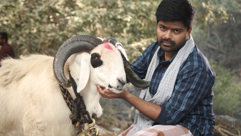 ನಾಗಭೂಷಣ್-ಅಮೃತಾ ಪ್ರೇಮ್ ಜೋಡಿಯ ಚಿತ್ರ ಟಗರು ಪಲ್ಯ ರಾಜ್ಯೋತ್ಸವಕ್ಕೆ ಬಿಡುಗಡೆ